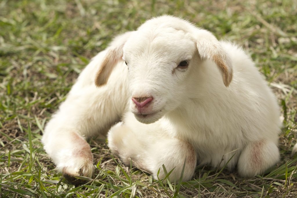 dorpel sheep