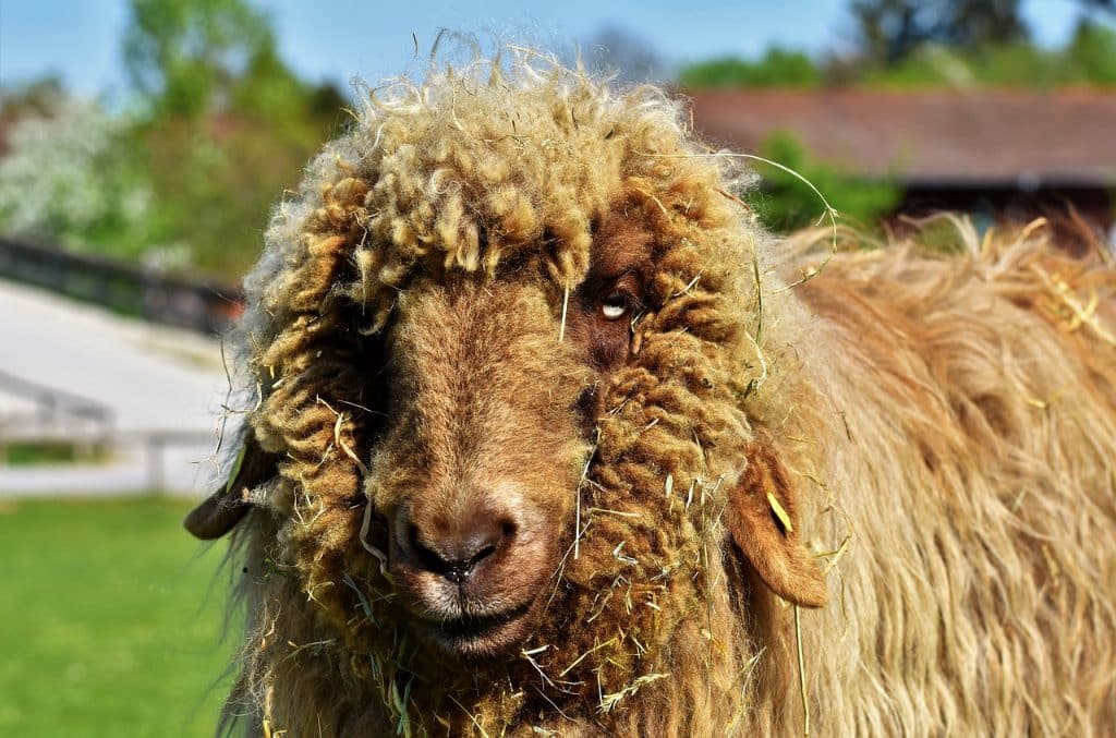lincoin sheep