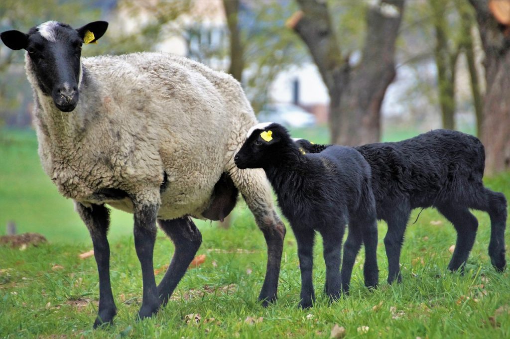 suffolk sheep