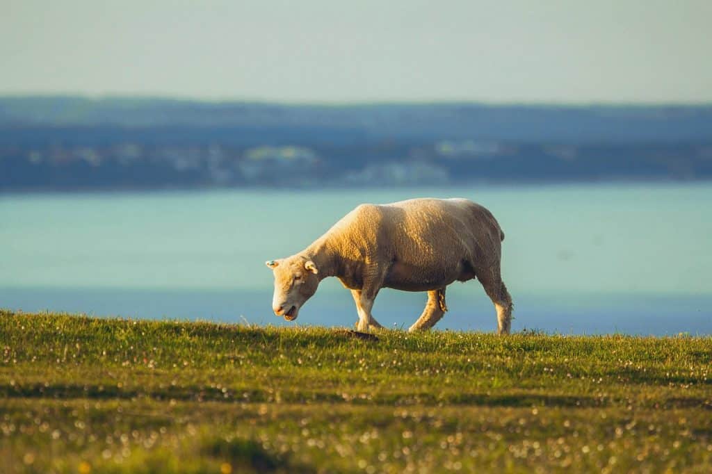 Dorset