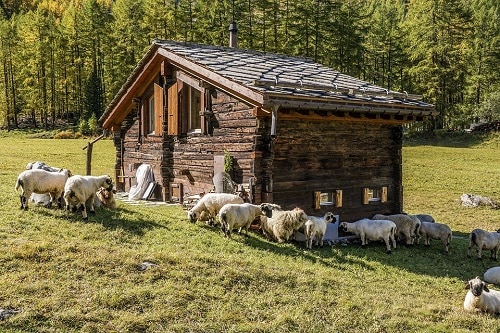 Sheep farming