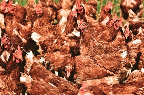 Chickens