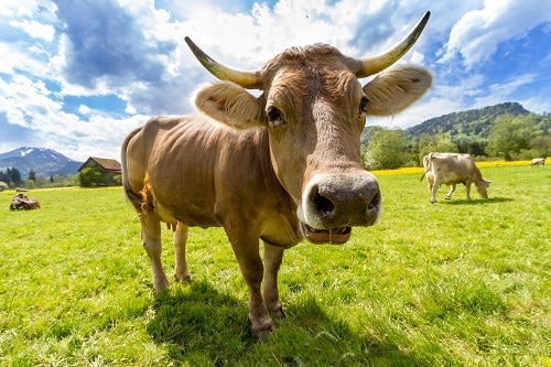 A cow on pasture smiling at the camera