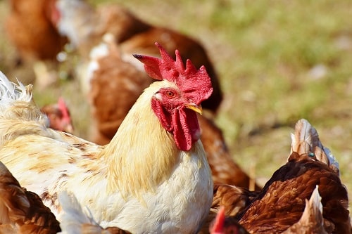 A rooster with hens