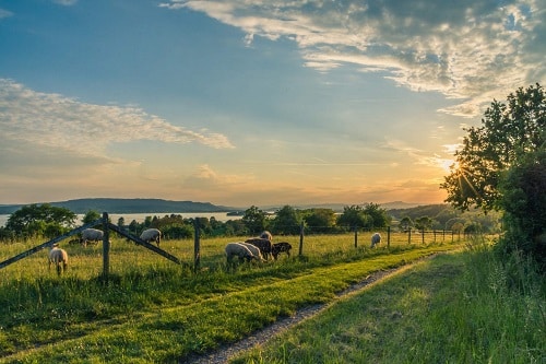 Successful farming of sheep on pasture