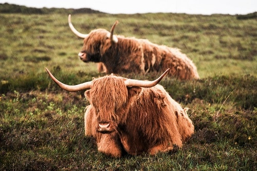 Highland cattle laying in the field