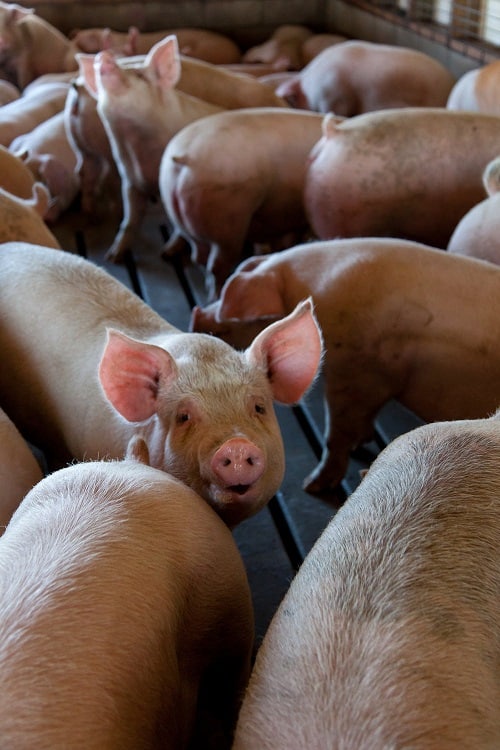 A bunch of piglets