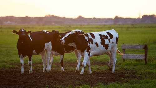 Thriving cattle in the pasture