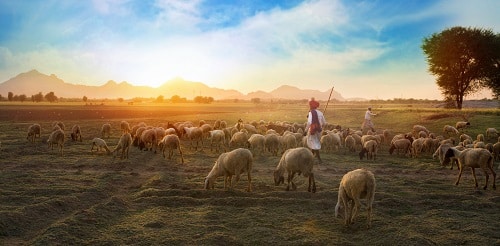 Shepherds in the pasture with their sheep