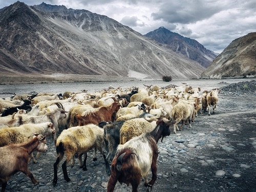 Farming goats in the wilderness