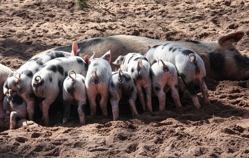 Piglets nursing off a sow