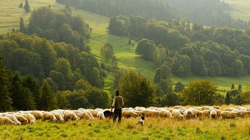 A shepherd with his sheep in the pasture