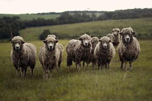 A flock of sheep in a field