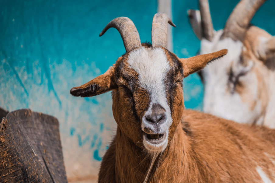 how to make goat milk a happy goat asks