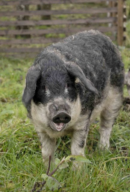 Wooly Mangalitsa - pig breed