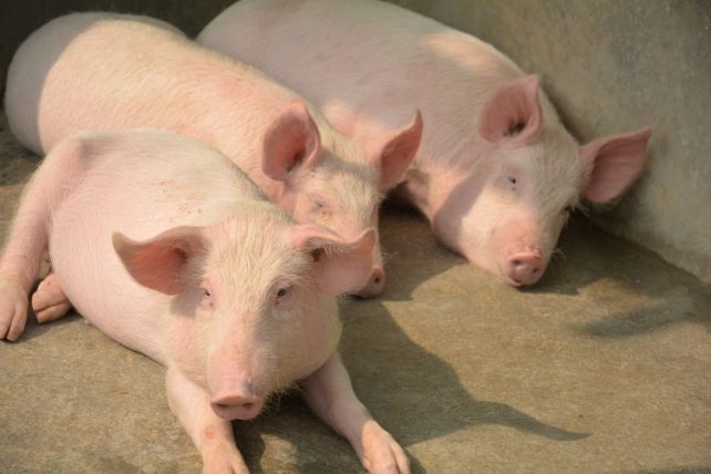 American Yorkshire - Pig breed