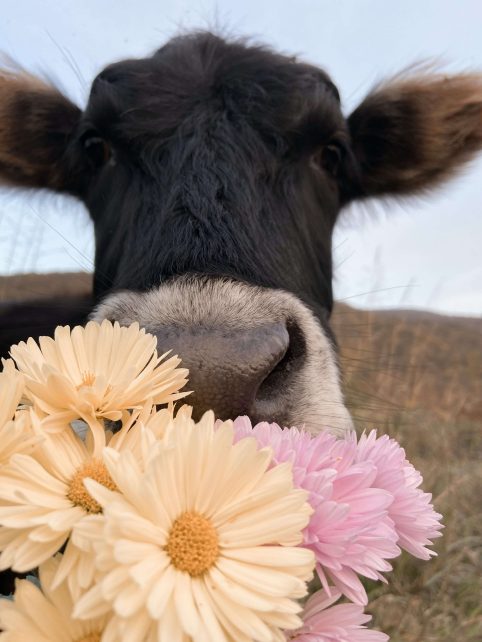 Dexter Cattle