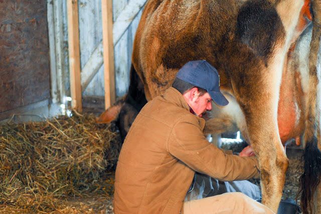 man milking cow