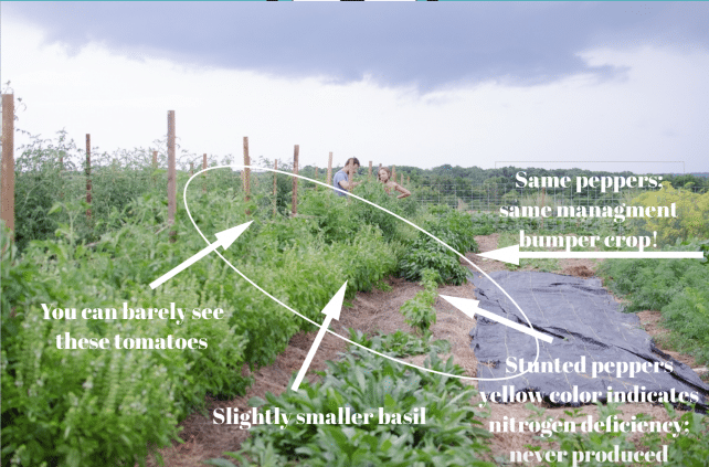Disadvantages of wood chip mulch in your vegetable garden