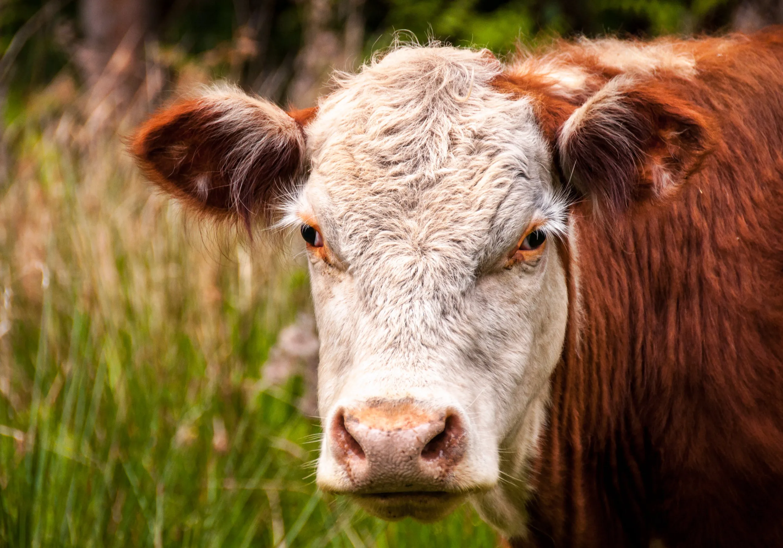 bull looking at the camera