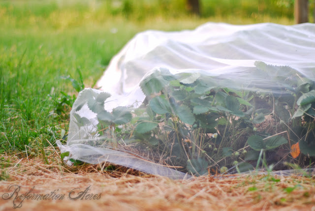 strawberry plants under a net