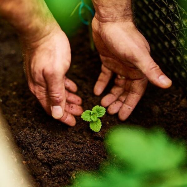 a man reaching out his hands to a small plant