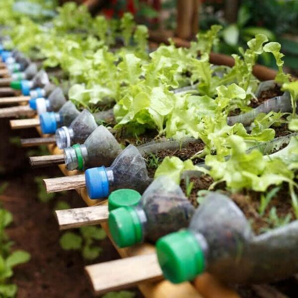 plastic bottles used for planting plants