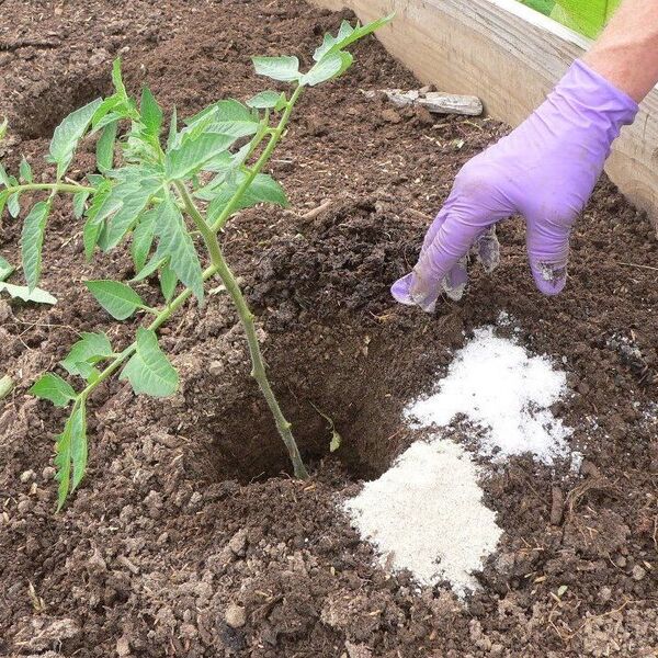 a man wearing a pruple gloves put epsom salts on a plant