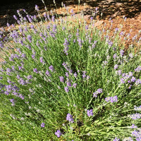 Harvest Lavender Flowers