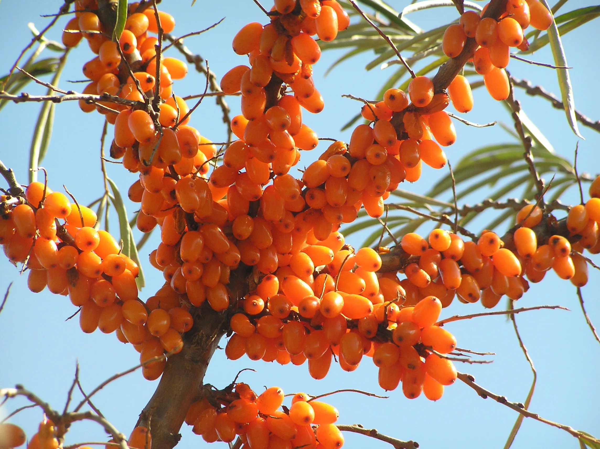 Sea Buckthorn Tree