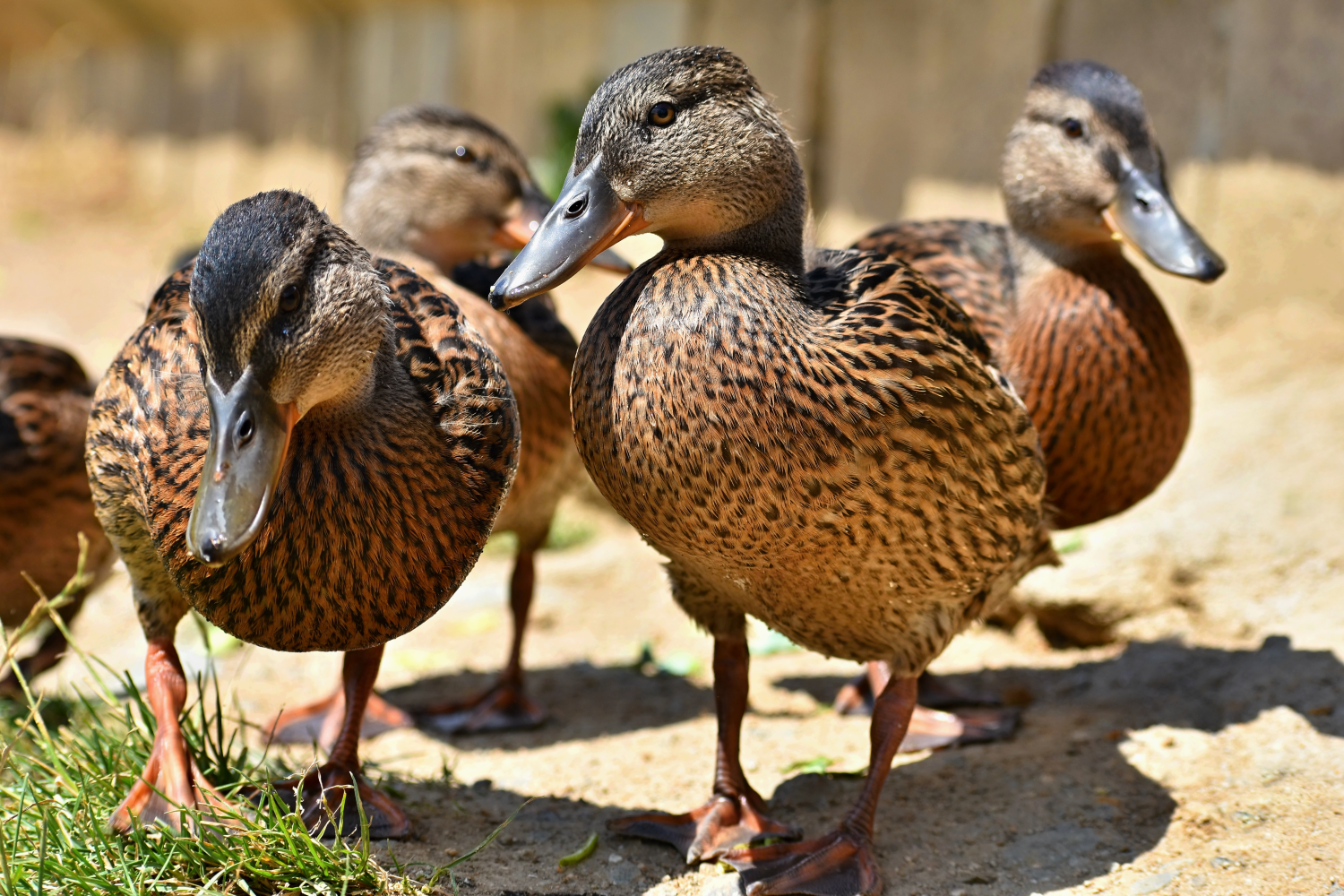 flock of ducks standing in yard