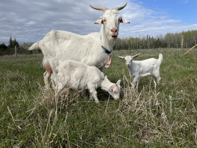 a mother goat with her kid goats grazing in the field