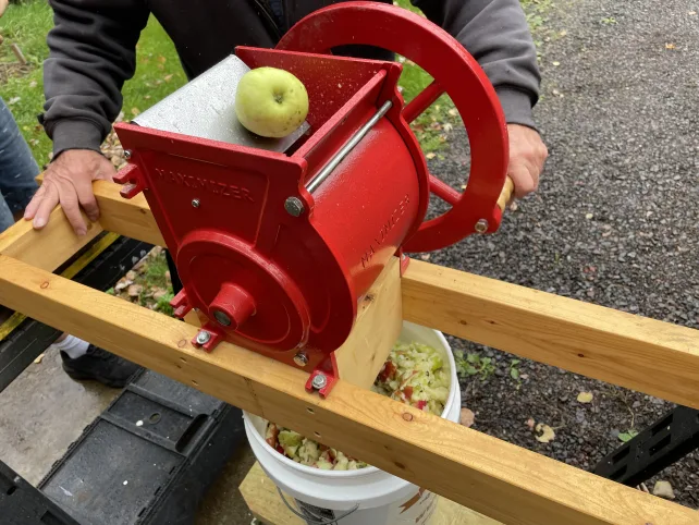 apples going into an apple crusher for homemade apple cider