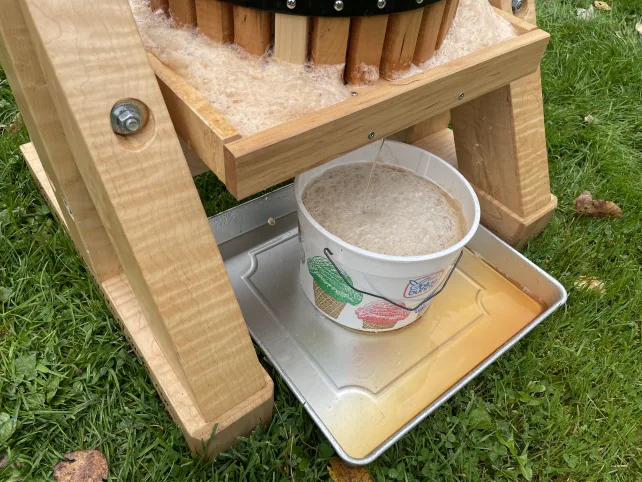 Homemade apple cider flowing out of the apple cider press