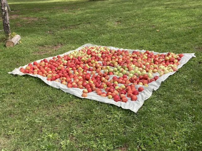 washed apples drying on a bed sheet on the ground waiting to become homemade apple cider