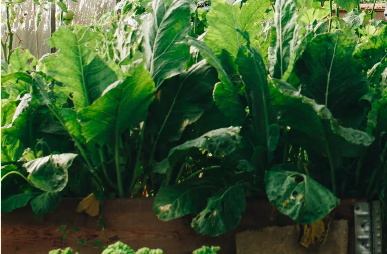 Vegetable greens growing in a raised bed