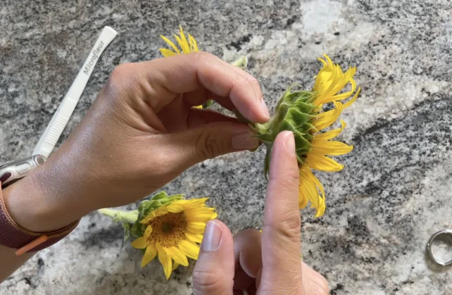 Getting flowers ready for pressing