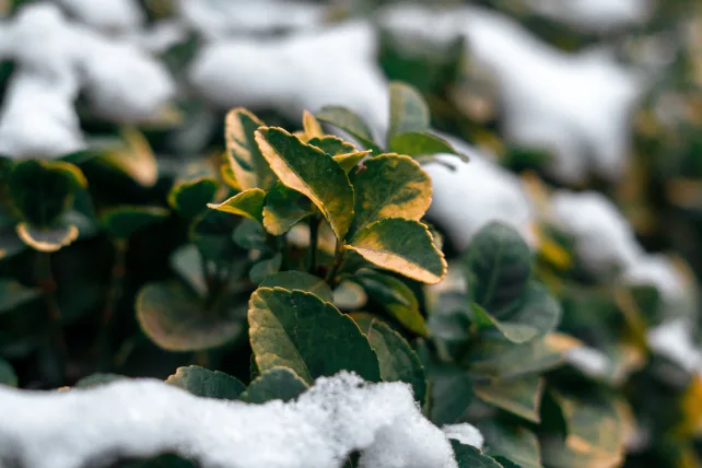 Vegetables to grow in a winter garden