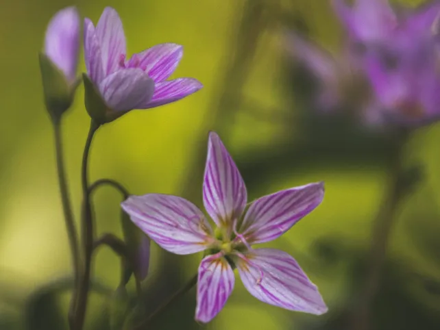 claytonia flowers with a green background