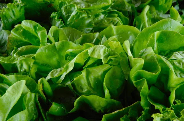 Claytonia Minerโs lettuce in a bunch
