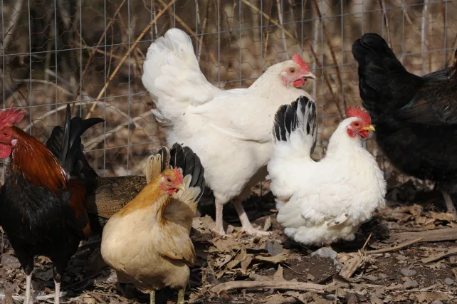 bantam chickens standing with standard sized chickens