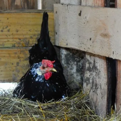 ancona chicken sitting on nest