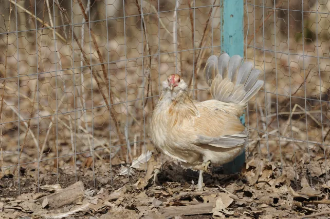 Bantam chickens in a chicken run