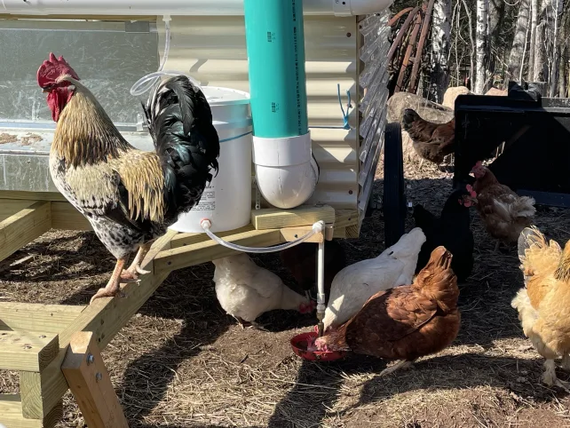 mobile chicken coop automatic watering and feeding system