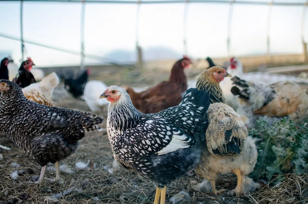 chickens in the pen