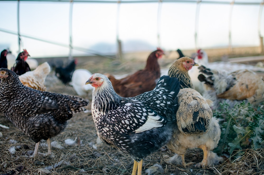 Is My Old Hen Still Laying? Wondering if some of your backyard chickens are still productive? Thankfully, there are four ways to tell if a hen is laying eggs.