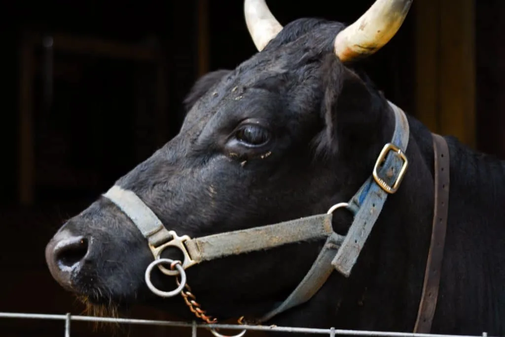 dexter cow head close up black