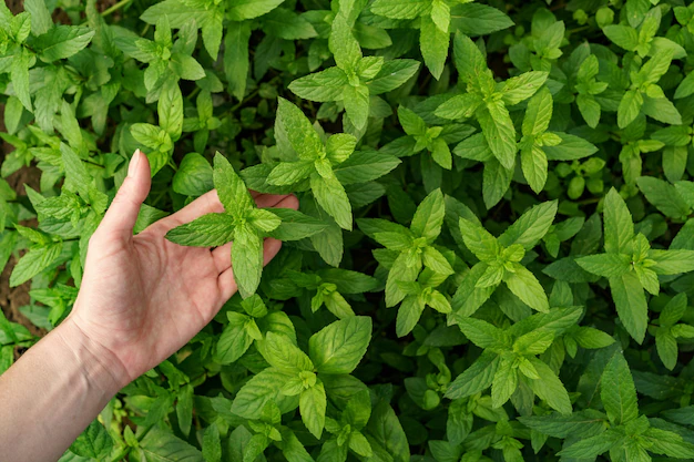 herb garden