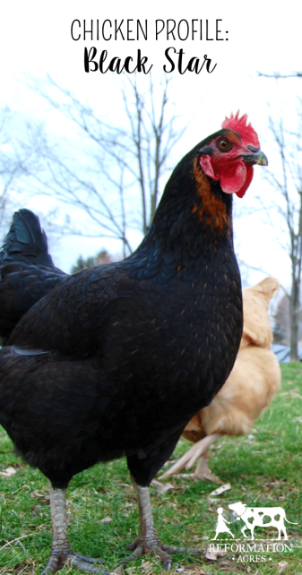 Learn about why you should (or should not) add Black Star chickens to your flock of laying hens, how many eggs they lay, and more.