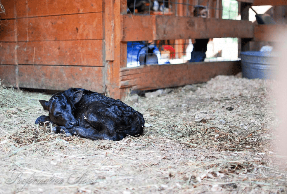 baby calf in a pen
